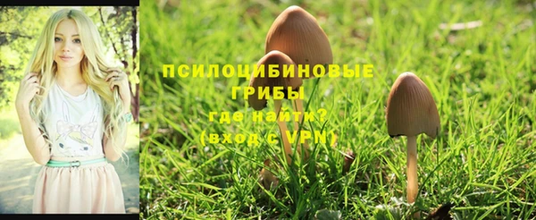 PSILOCYBIN Гусиноозёрск